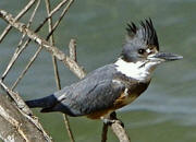 Belted Kingfisher