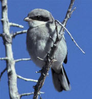 Loggerhead Shrike