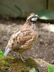 Northern Bobwhite