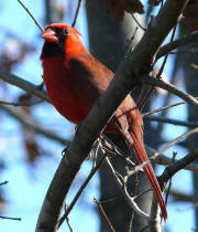 Northern Cardinal