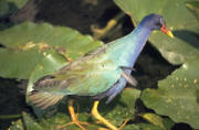 Purple Gallinule