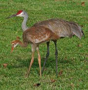 Sandhill Crane