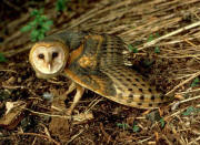 Barn Owl