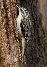 Brown Creeper