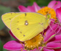 Cloudless Sulphur