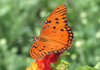 Gulf Fritillary