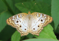 White Peacock