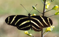 Zebra Longwing